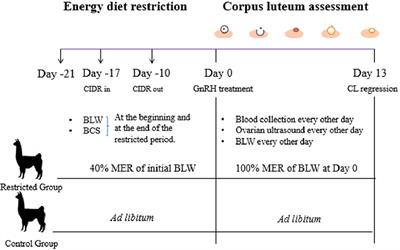 Effect of Different Levels of Energy Diet Restriction on Energy Balance, Leptin and CL Development, Vascularization, and Function in South American Camelids